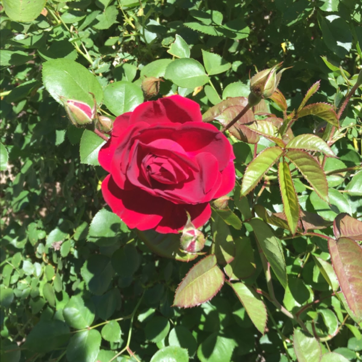 hot pink rose