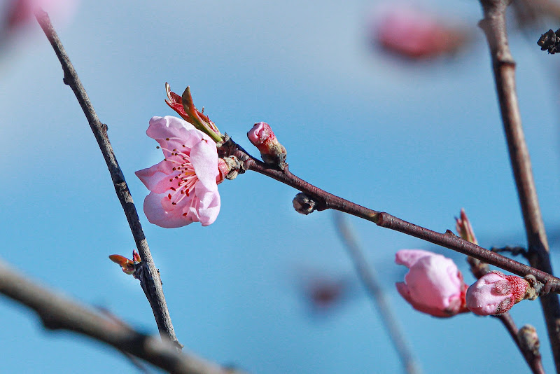 Fiori rosa fiori di ....... di AleVer