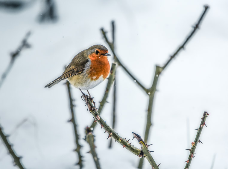 European Robin Bird di Chiarucciandrea