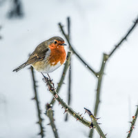 European Robin Bird di 