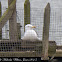 Herring Gull