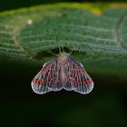 Derbid Planthopper