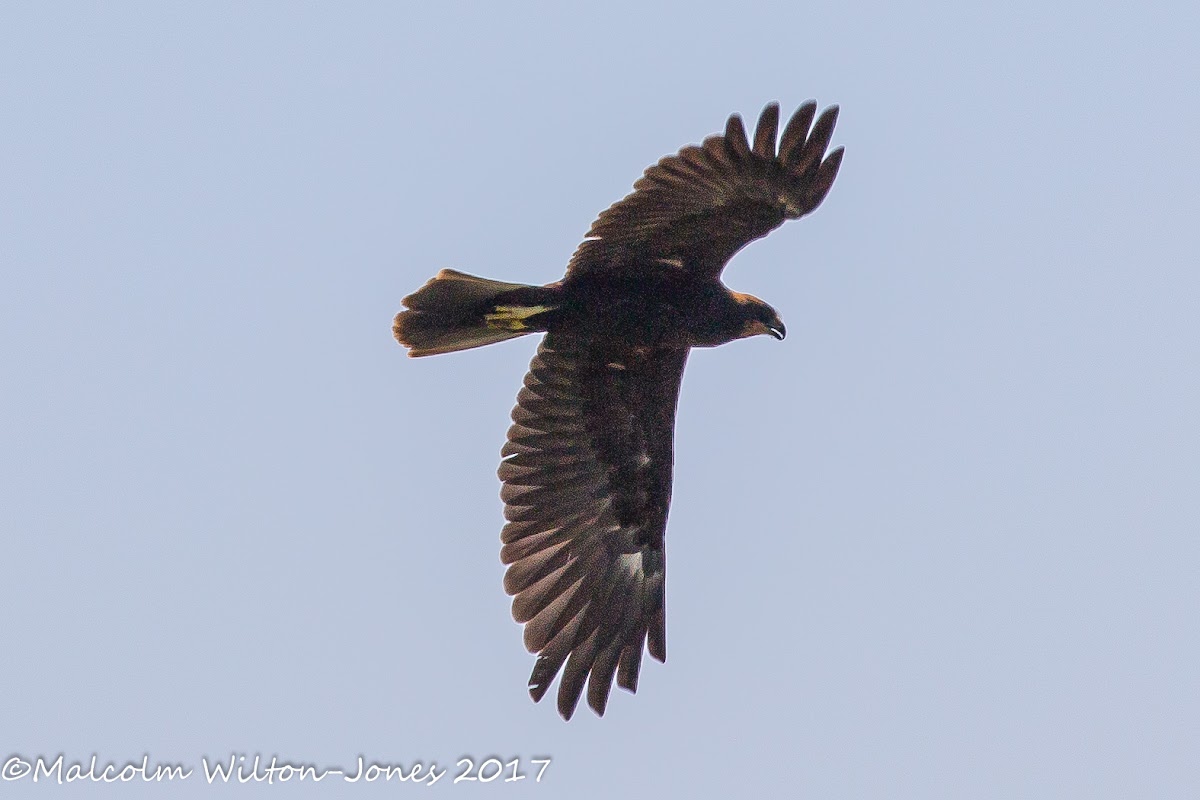 Marsh Harrier; Aguilucho Lagunero