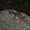 European green toad