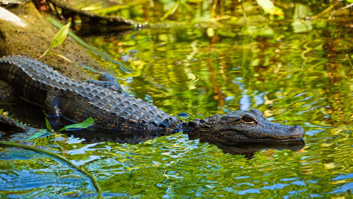 South Florida Gator