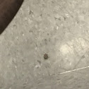 Brown marmorated stink bug