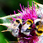 Garden bumblebee; Abejorro de los huertos