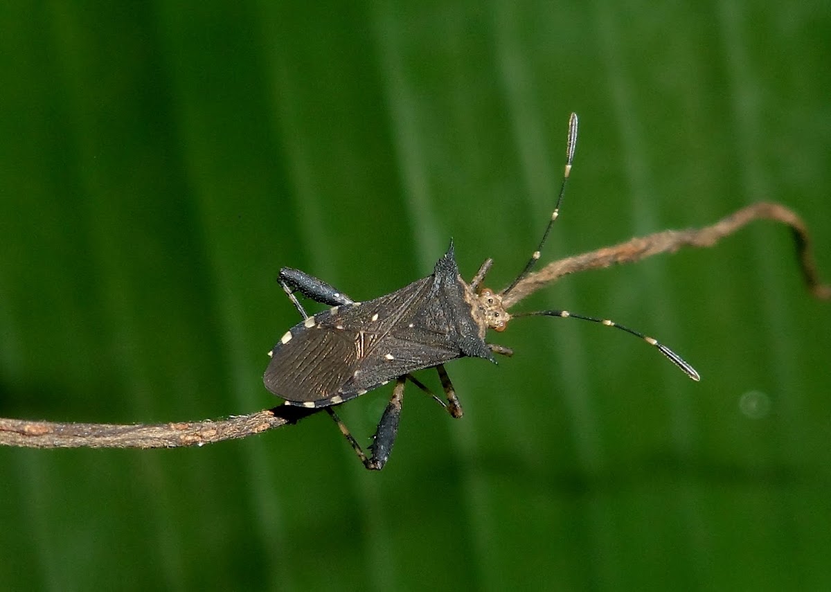 Leaf-footed bug