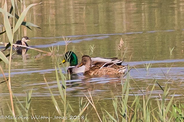 Mallard; Anade Real