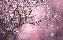 Cherry Blossom Wallpapers HD Theme small promo image