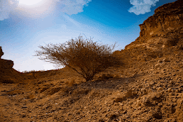 UAE Mountain and Desert Tree