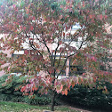 Sweetwater Red Flowering Dogwood