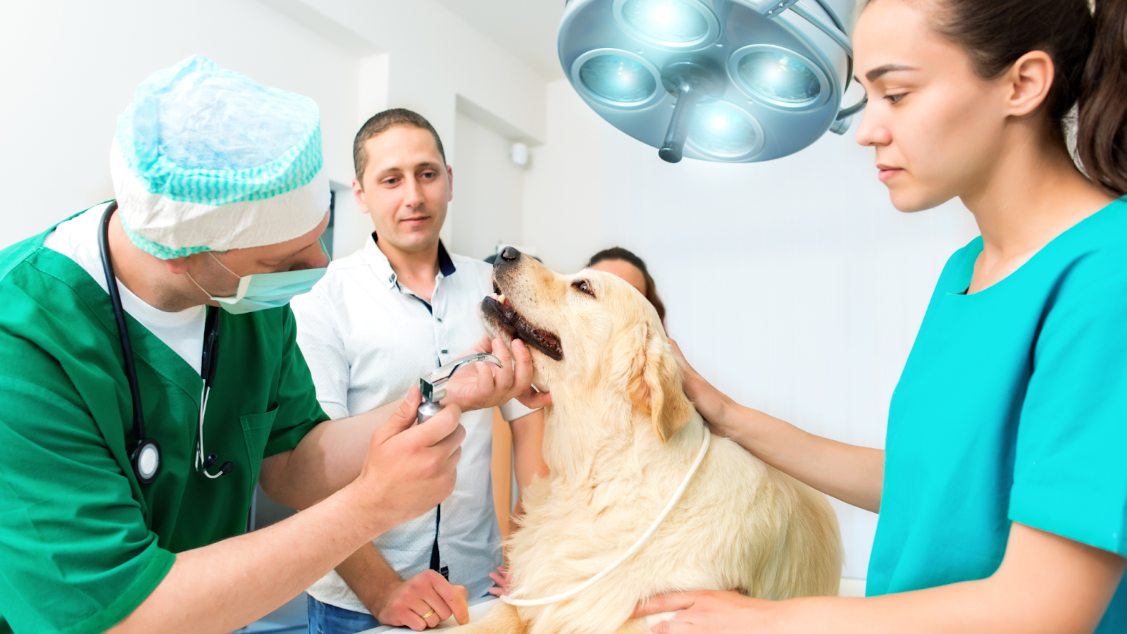 Pet insurance can help reimburse for medical costs for your Golden Retriever. 