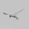 Least Tern