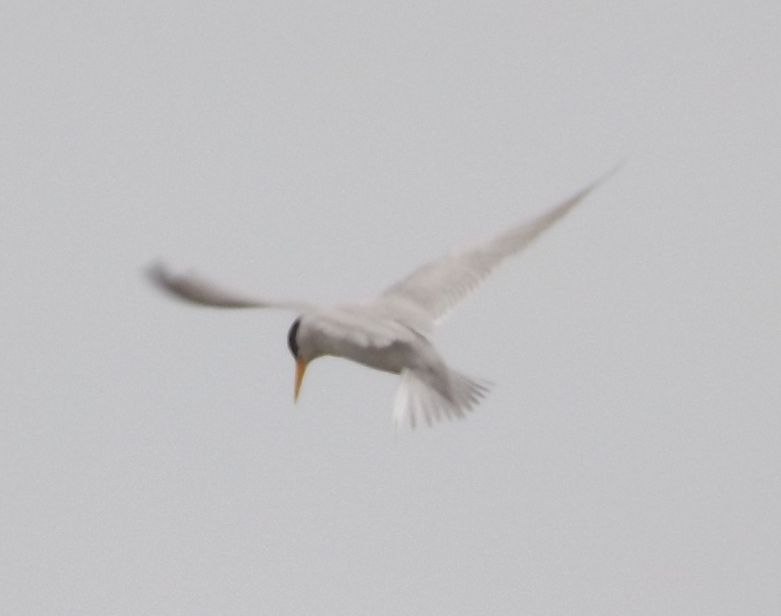 Least Tern