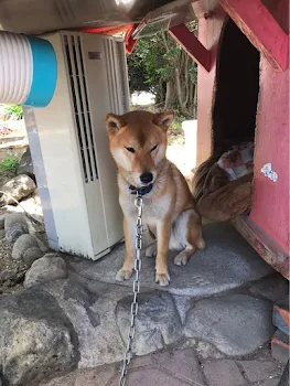 本当は、好きだったよ1話