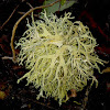 Strap Lichen