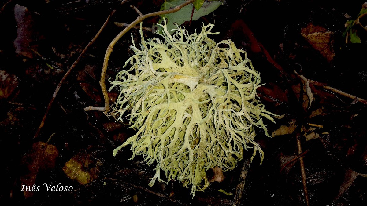 Strap Lichen