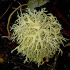 Strap Lichen