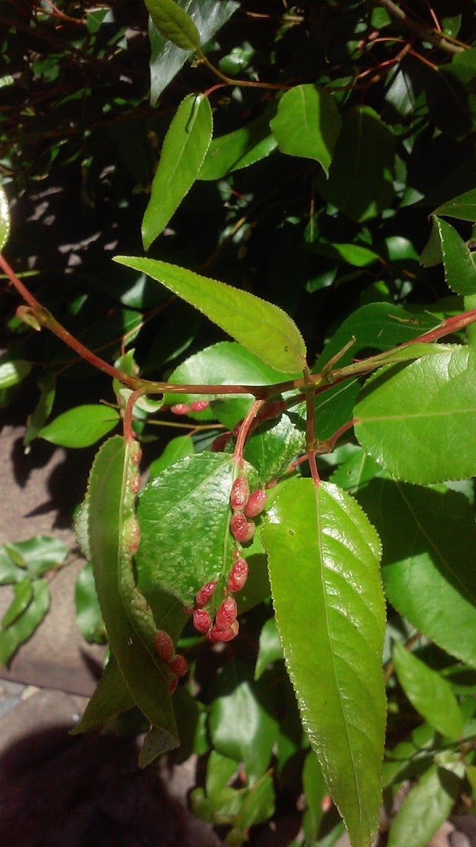 Willow Redgall Sawfly