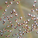 Orb-weaver spider