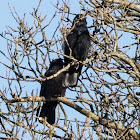 Carrion Crow