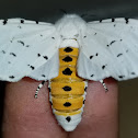 Salt marsh moths