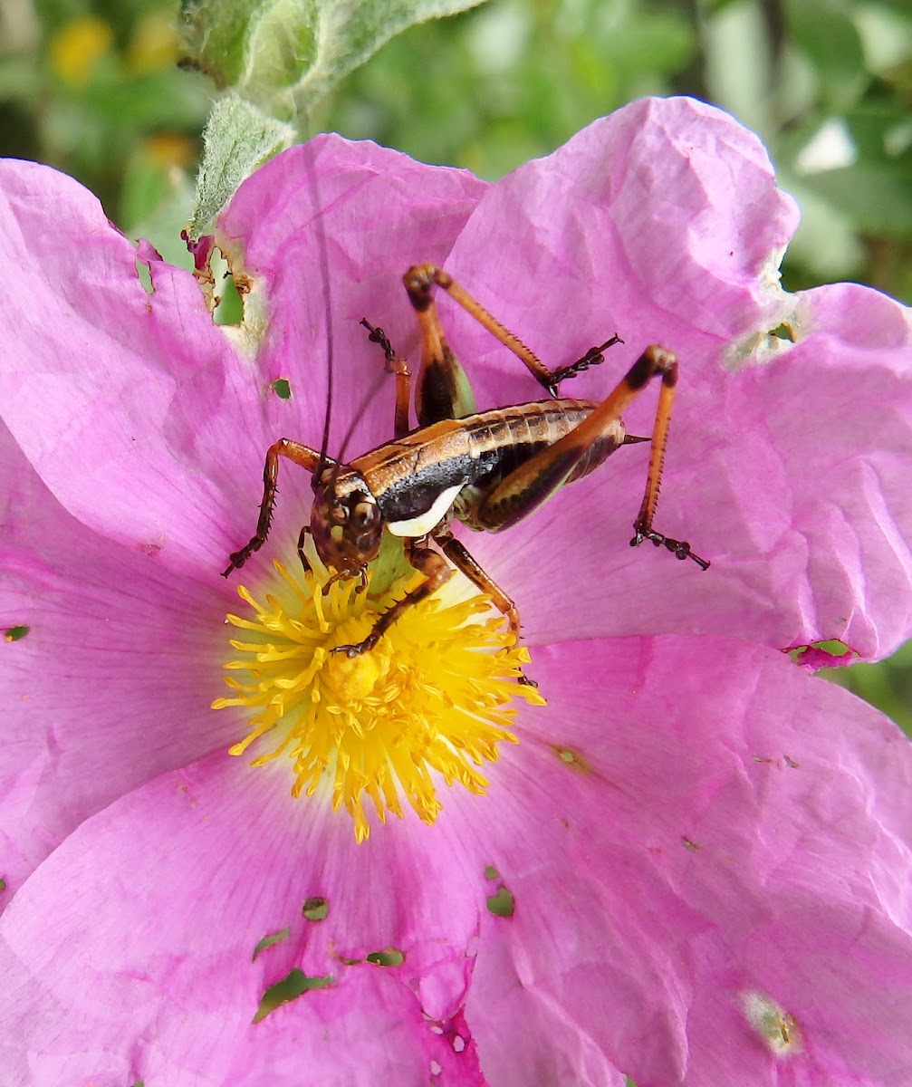 Dalmatian locust