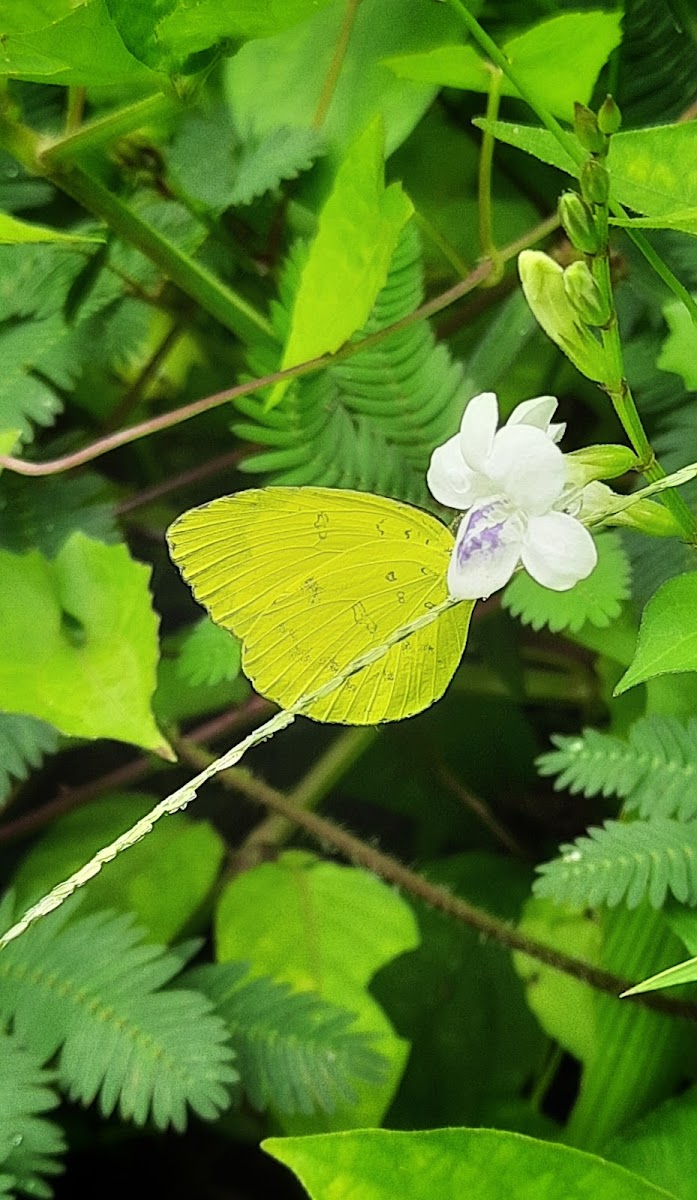 Three Spot Grass Yellow