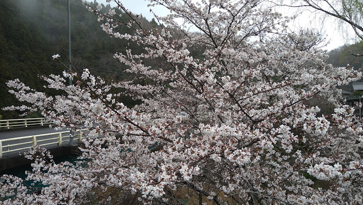 XVの桜と愛車のコラボ🌸・徳島県・美郷・眼力選手権・めざせPickUpCarsに関するカスタム事例の投稿画像4枚目