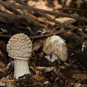 Fly Agaric