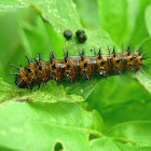 Chlosyne Caterpillar