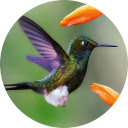 Hummingbird Wallpaper Custom New Tab