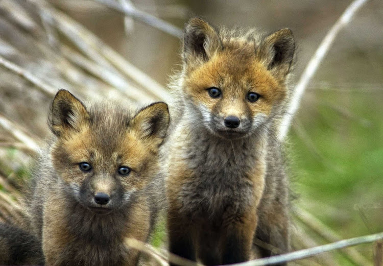 Fox pups in protected wetlands in Atlantic Canada. 