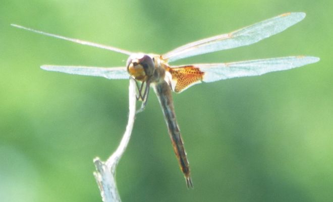 unknown dragonfly