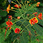 Peacock flower