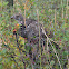 Dusky grouse