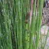 Horsetail or Snake Grass or Scouring Rush