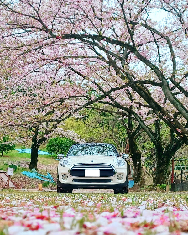 ミニ コンバーチブルの動画・開山公園・大三島・サクラと愛車・50肩治りまてん🤣に関するカスタム事例の投稿画像1枚目