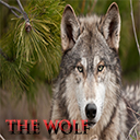 The Wolf by RB Themes Chrome extension download