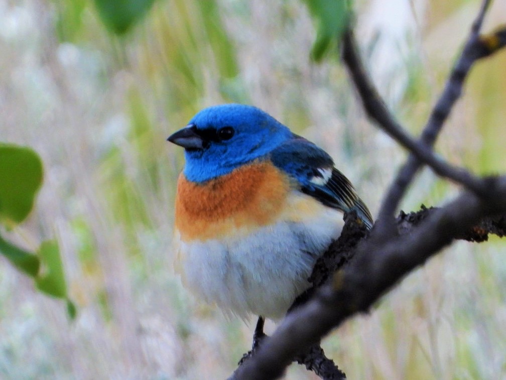 Lazuli bunting (male)