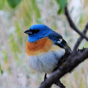 Lazuli bunting (male)