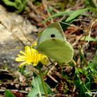 Large White