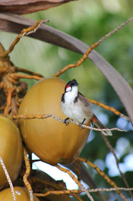 Il cocco e il picchio di FEDERICO.IT