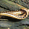 Native millipedes