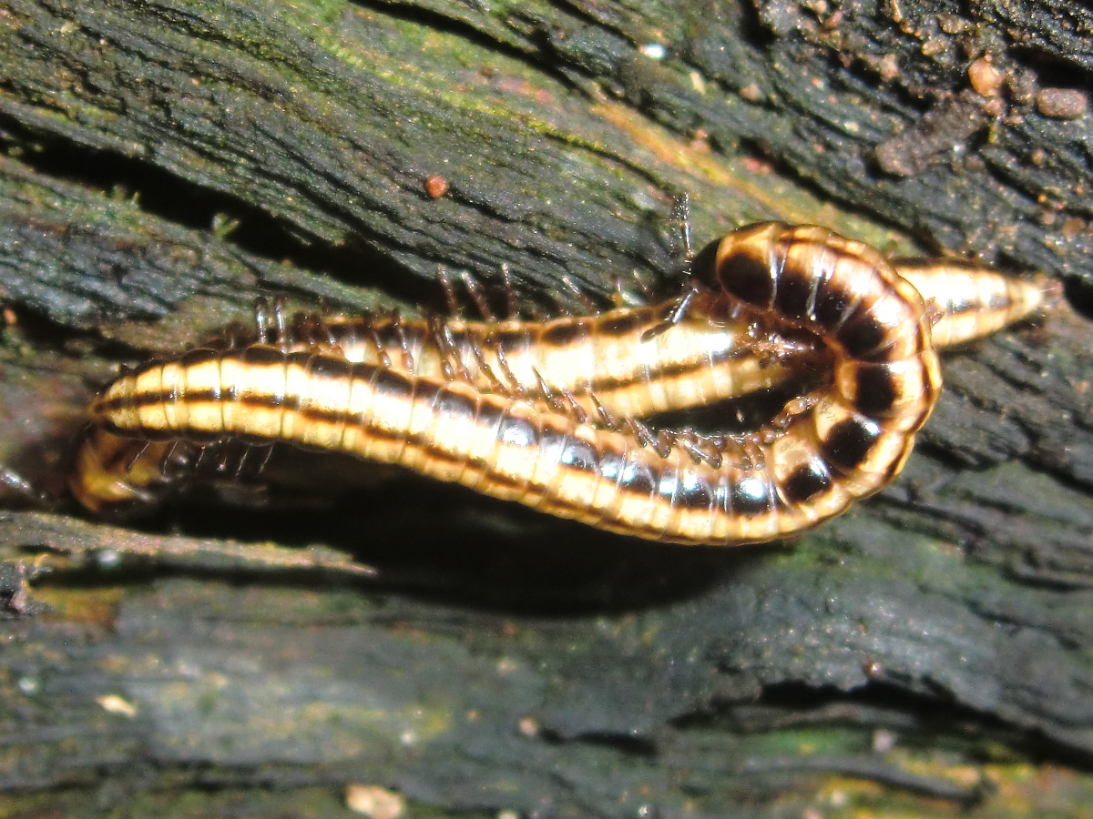 Native millipedes