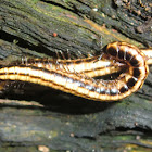 Native millipedes