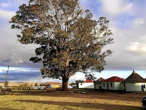 Madiba gained his early political lessons and leadership skills under this tree.