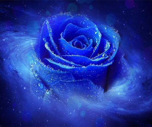 Blue Rose Live Wallpaper