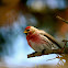 Common Redpoll